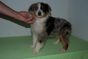 Australian Shepherd
